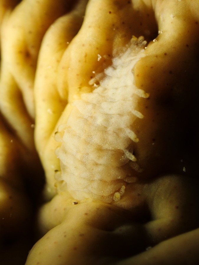 Gastrolepidia clavigera