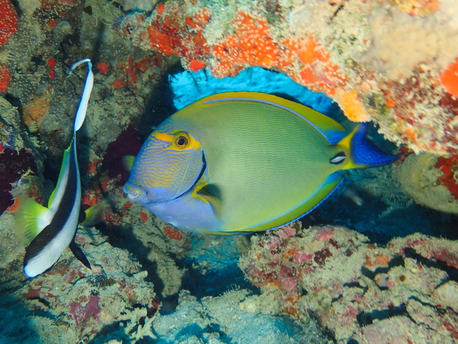 Acanthurus xanthopterus