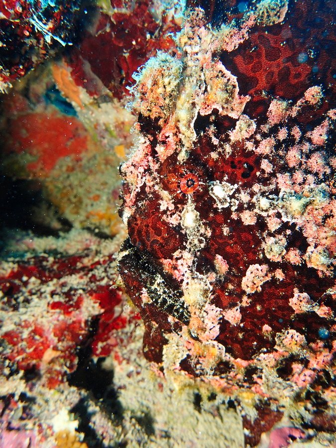 Poisson-grenouille