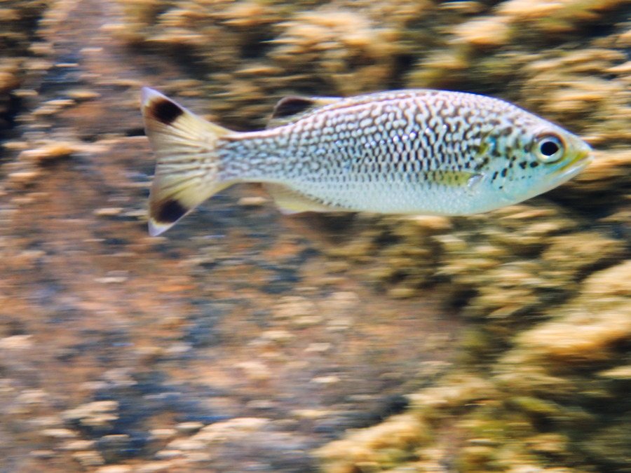 Kuhlia rupestris