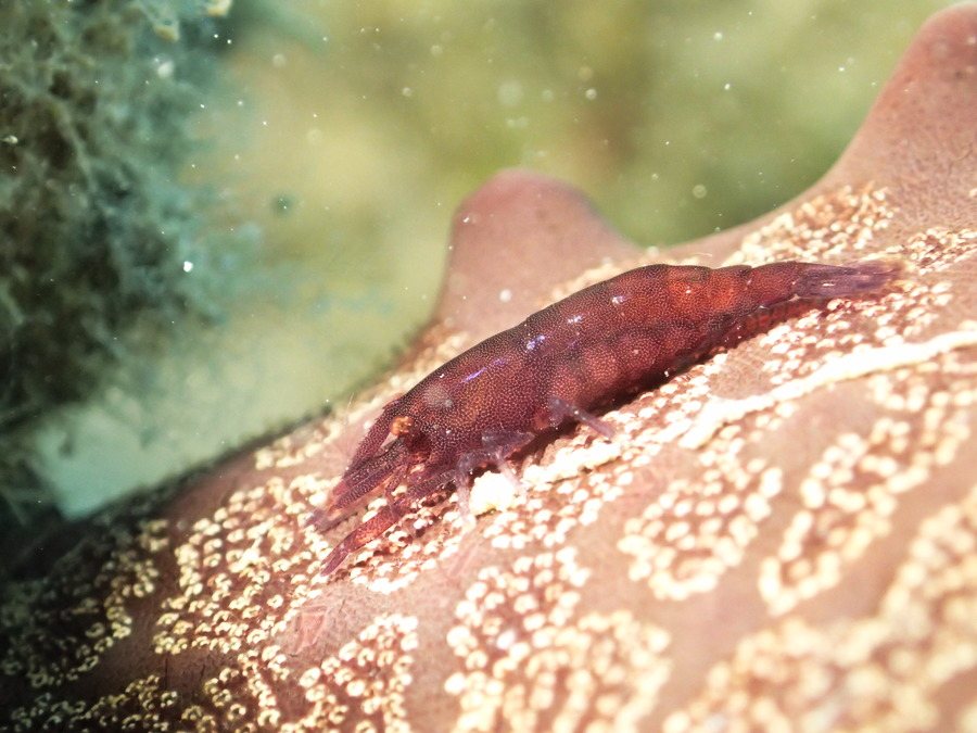Zenopontonia soror