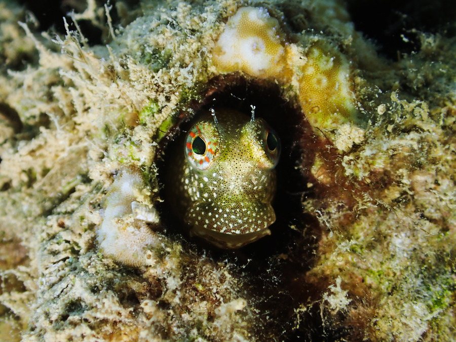 Salarias alboguttatus