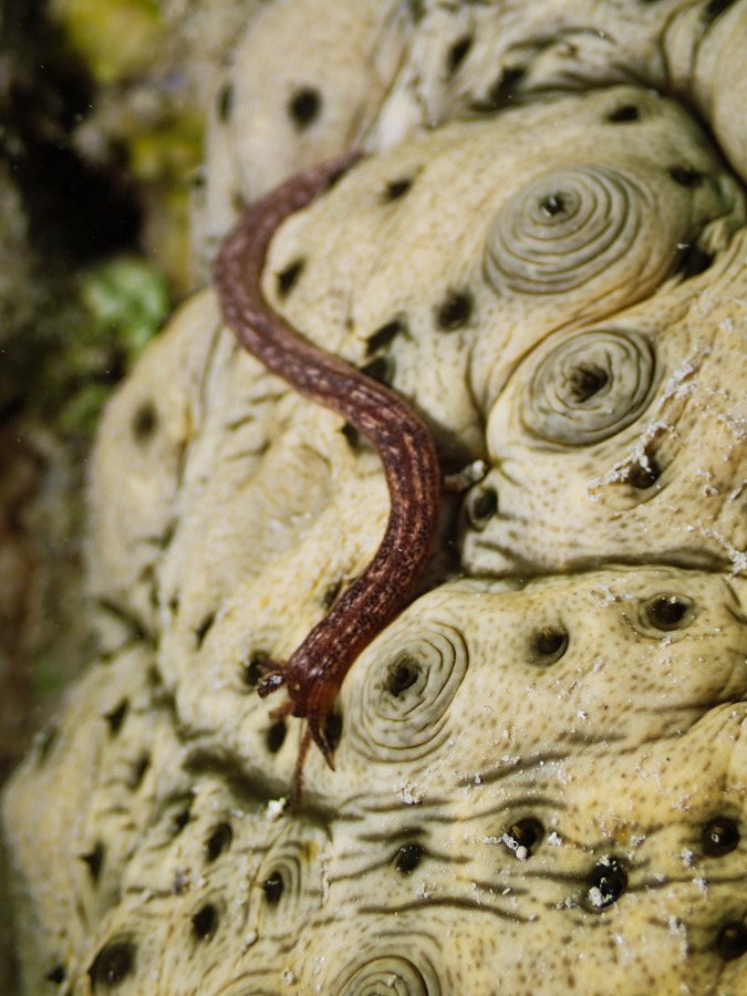 Synaptula media