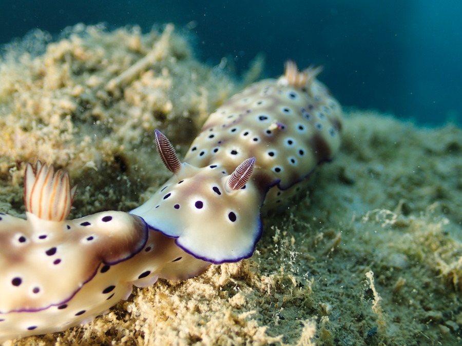 Limaces de mer