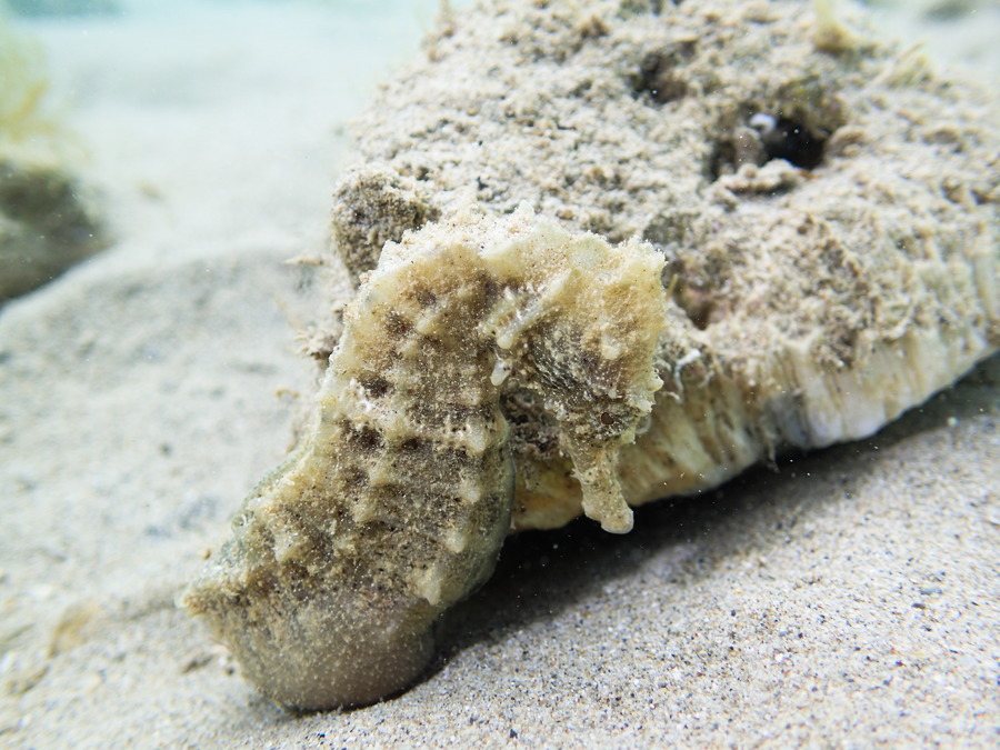 Hippocampe