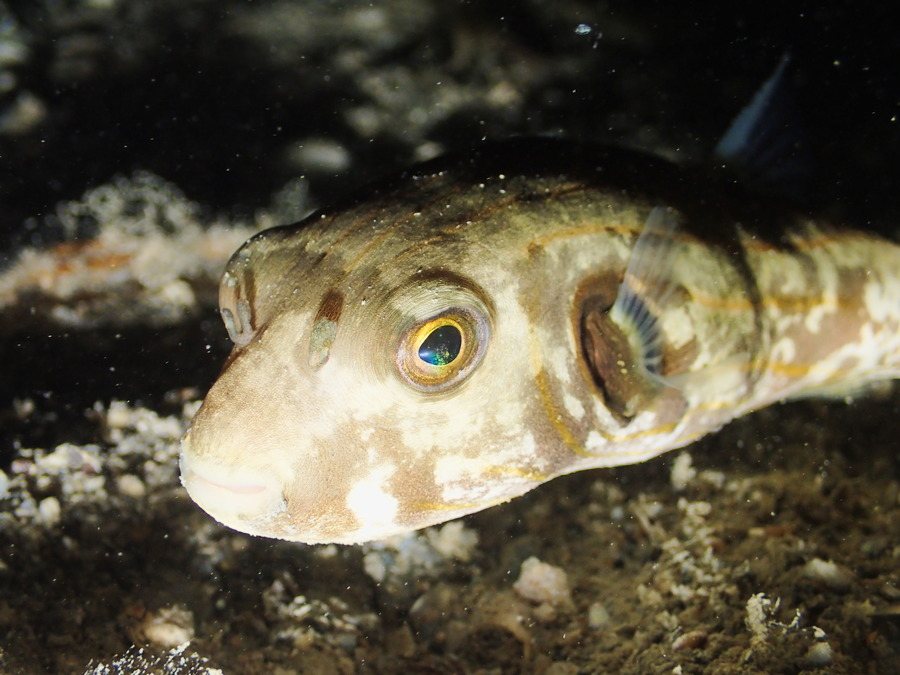 Arothron manilensis