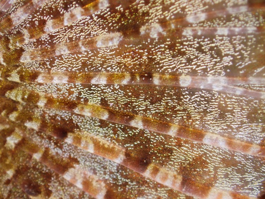Scorpaenodes kelloggi
