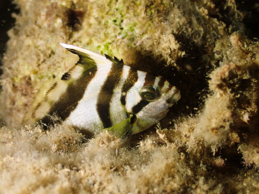 Poisson-triangle