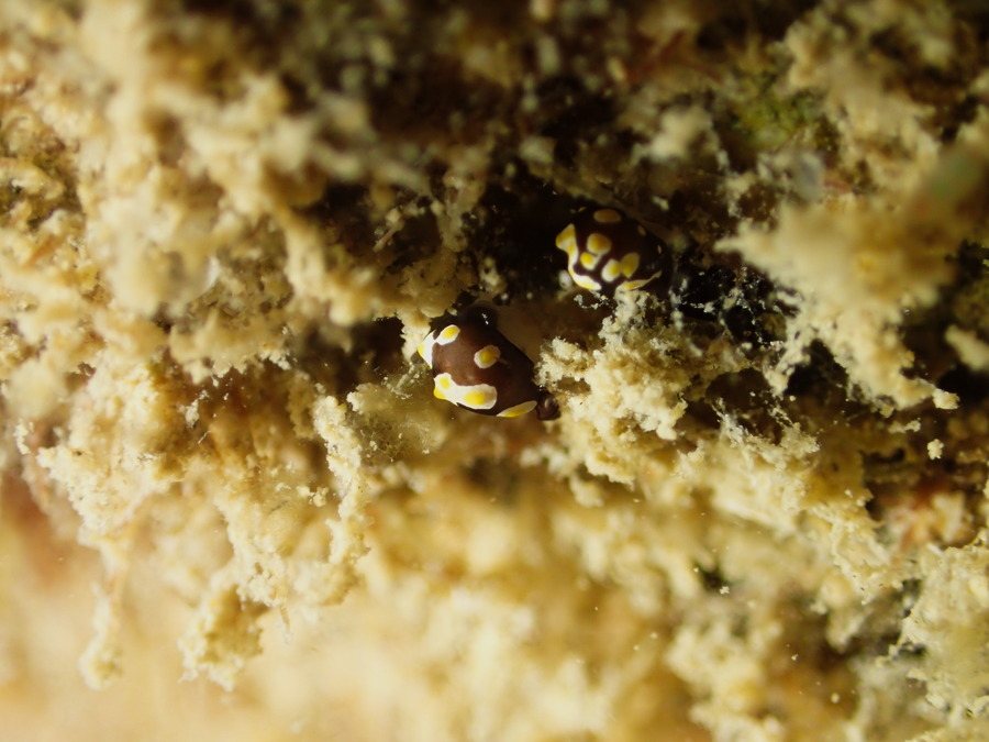 Colpodaspis thompsoni