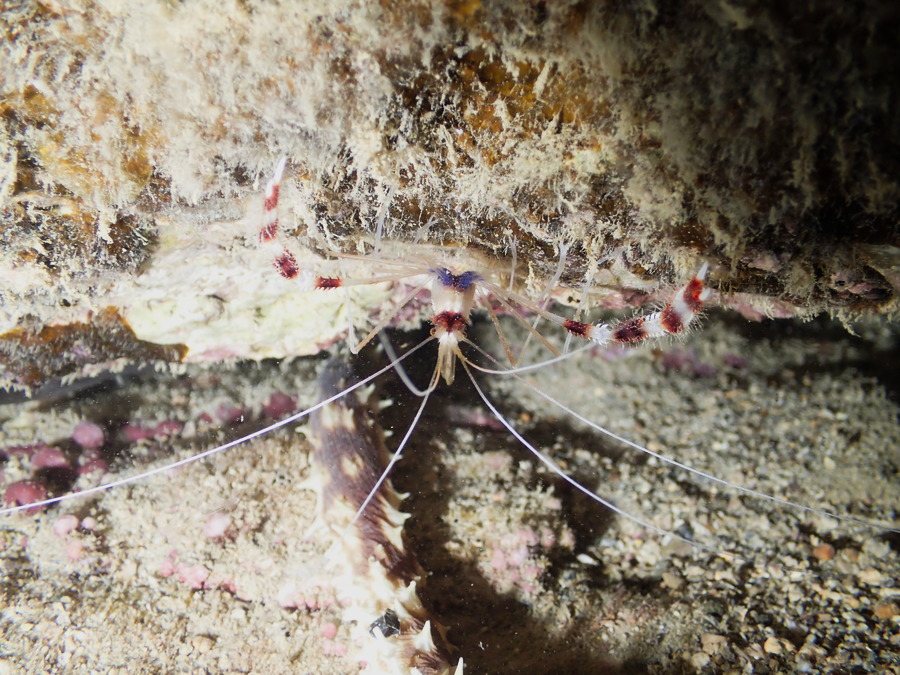 Stenopus hispidus
