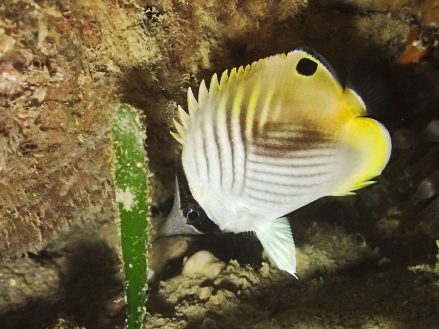Chaetodon auriga