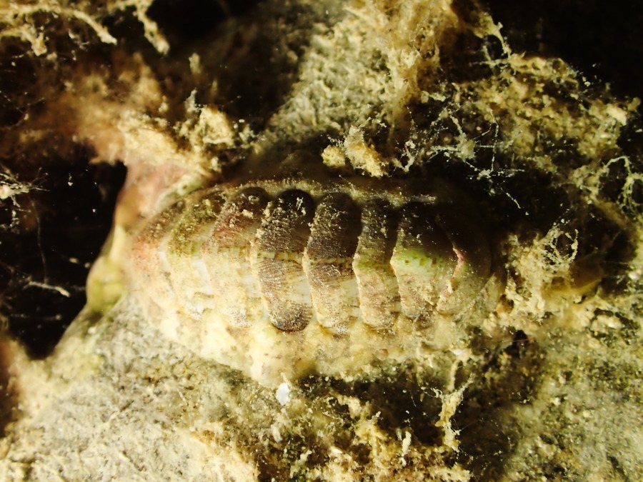 Acanthopleura sp.