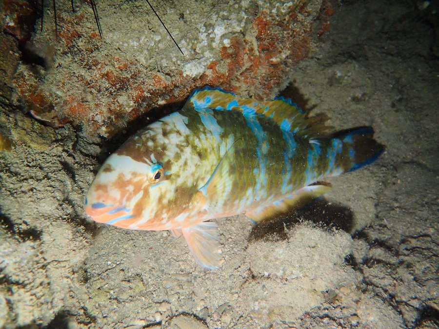 Poisson-perroquet