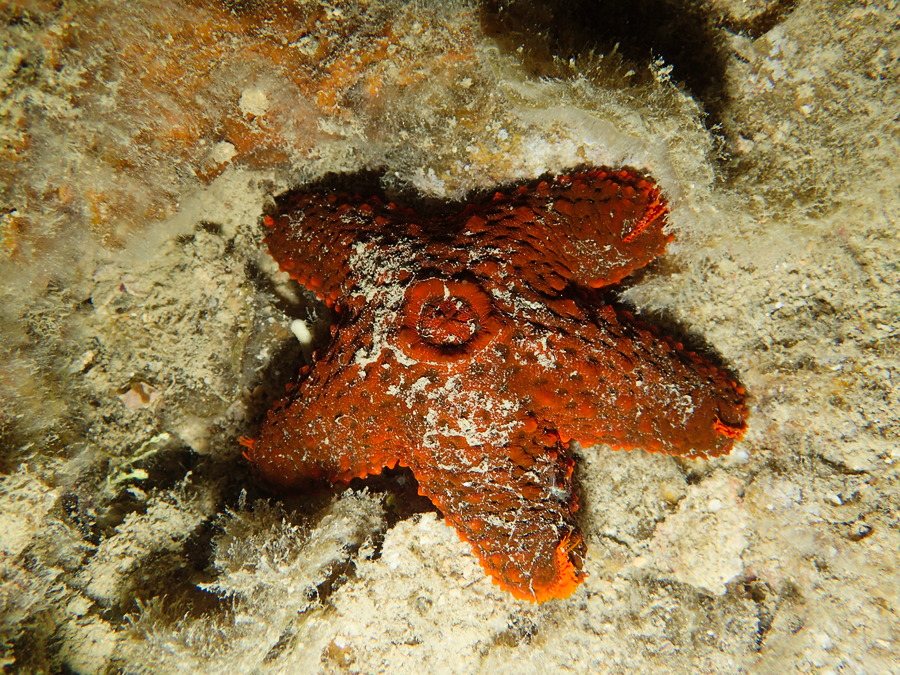 Euretaster cribrosus