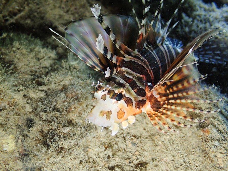 Dendrochirus zebra