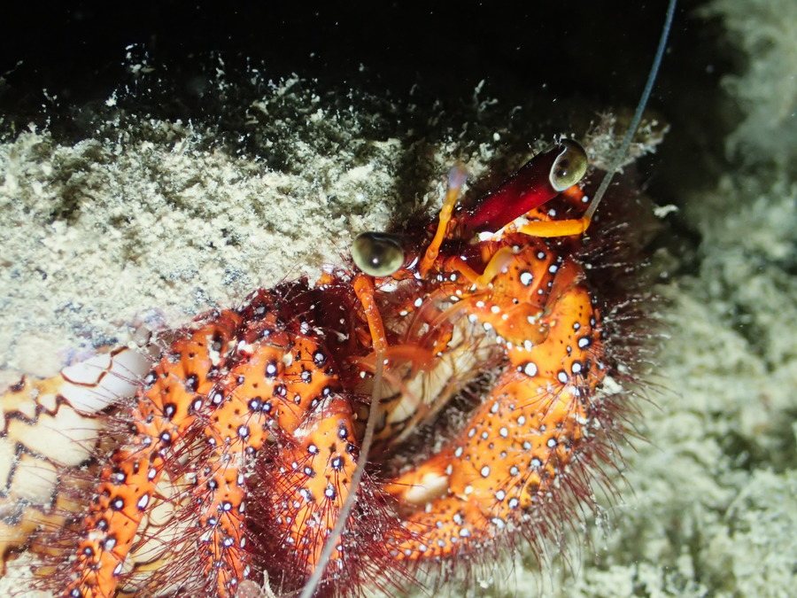 Dardanus megistos