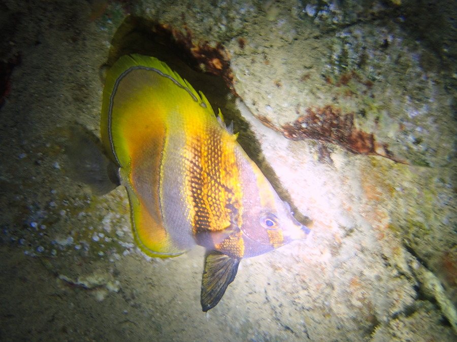 Coradion altivelis