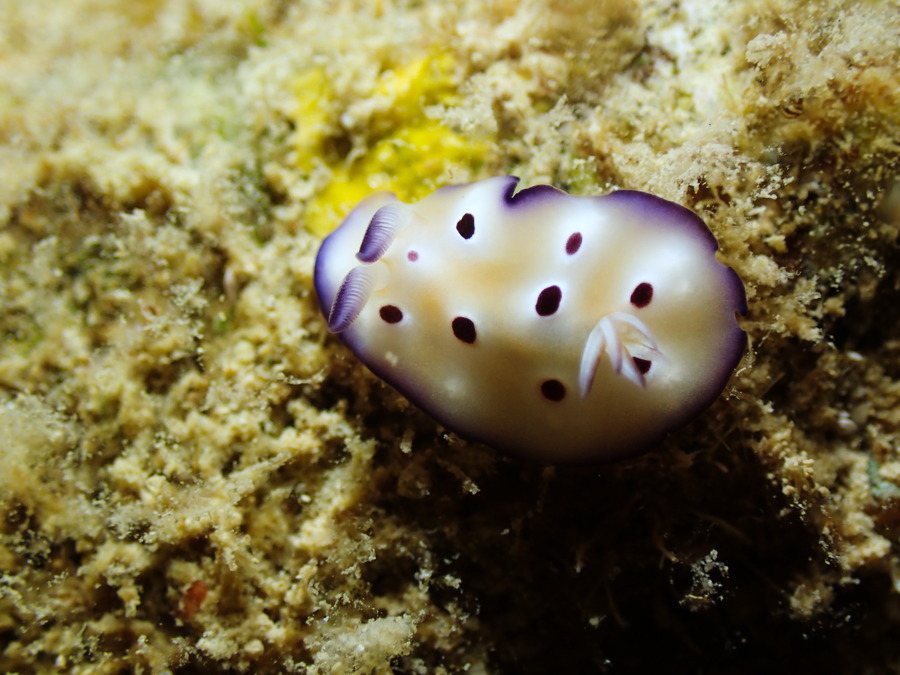Chromodoris leopardus