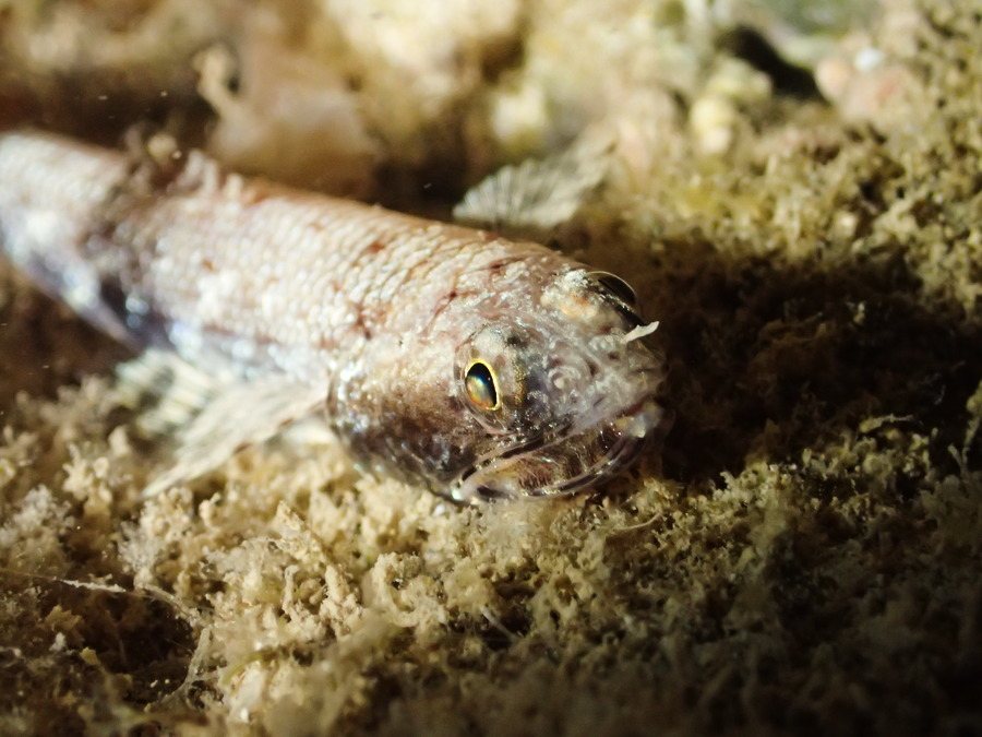 Saurida gracilis