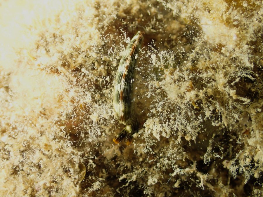 Thuridilla bayeri