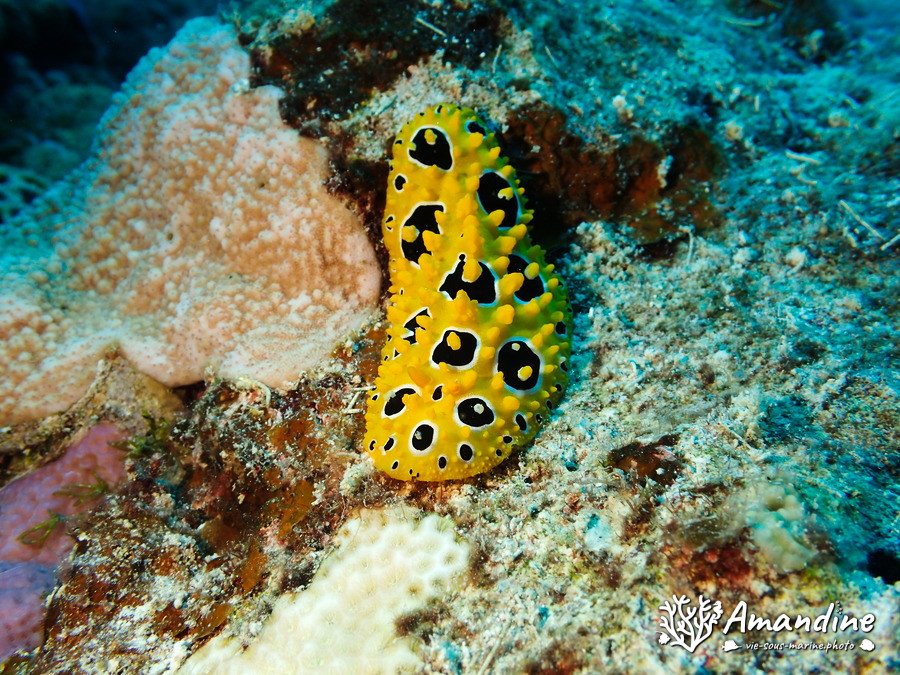 Phyllidia ocellata