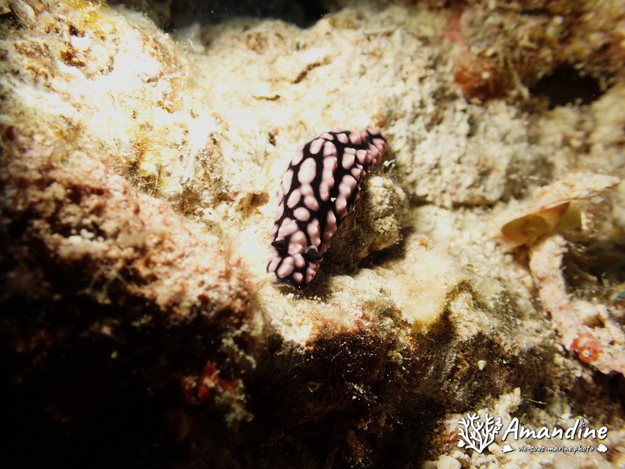 Phyllidiella pustulosa