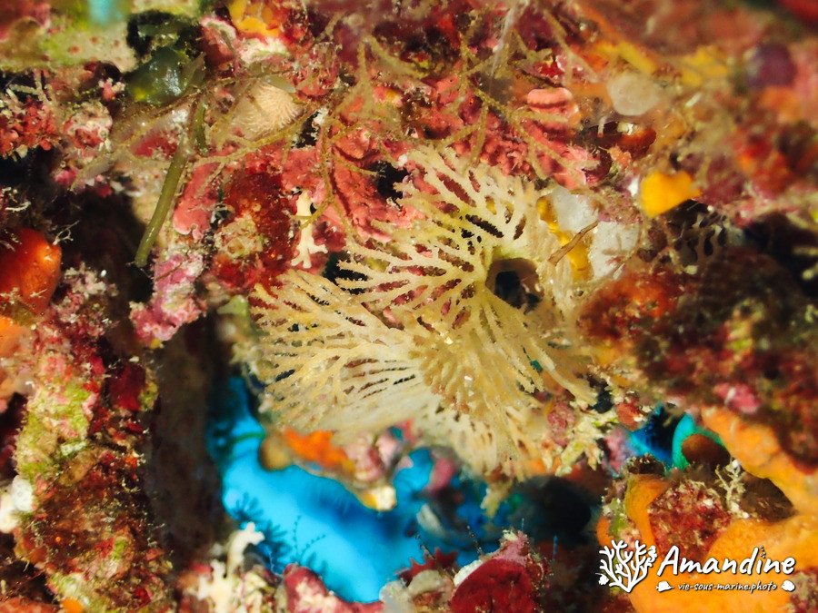 Reteporellina sp.