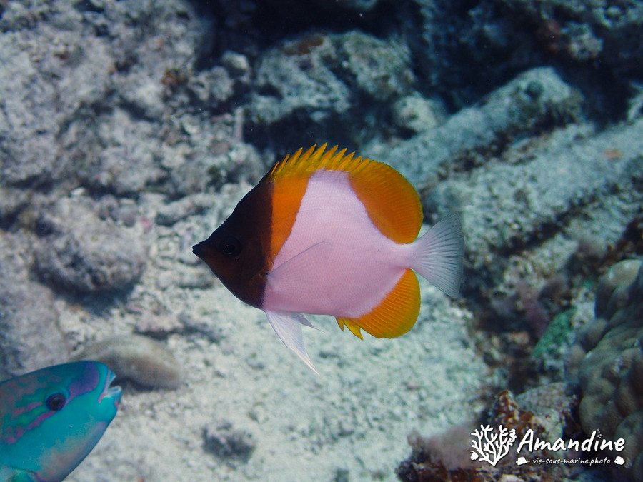 Hemitaurichthys polylepis