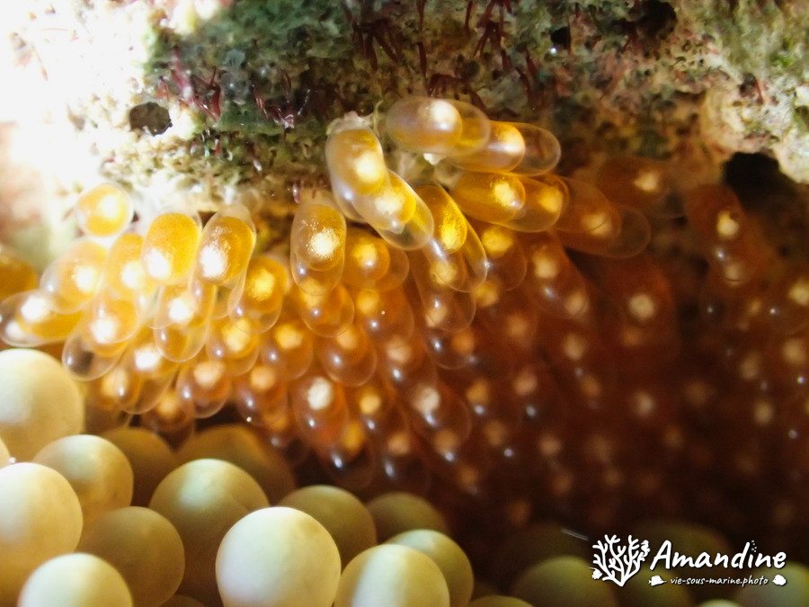 Amphiprion akindynos