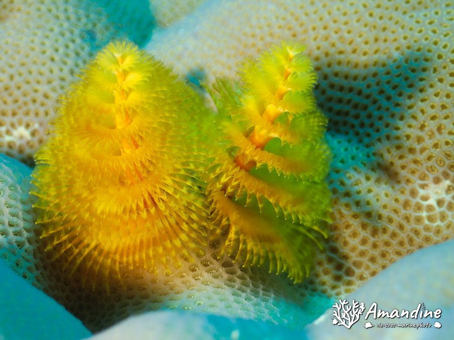 Spirobranchus corniculatus
