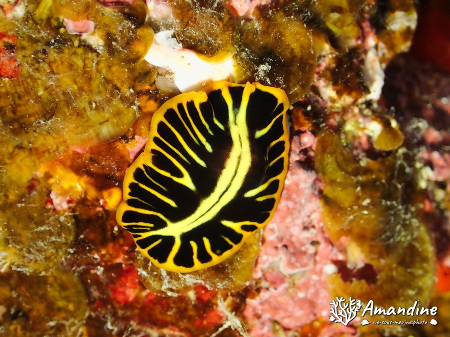 Pseudoceros cf. dimidiatus