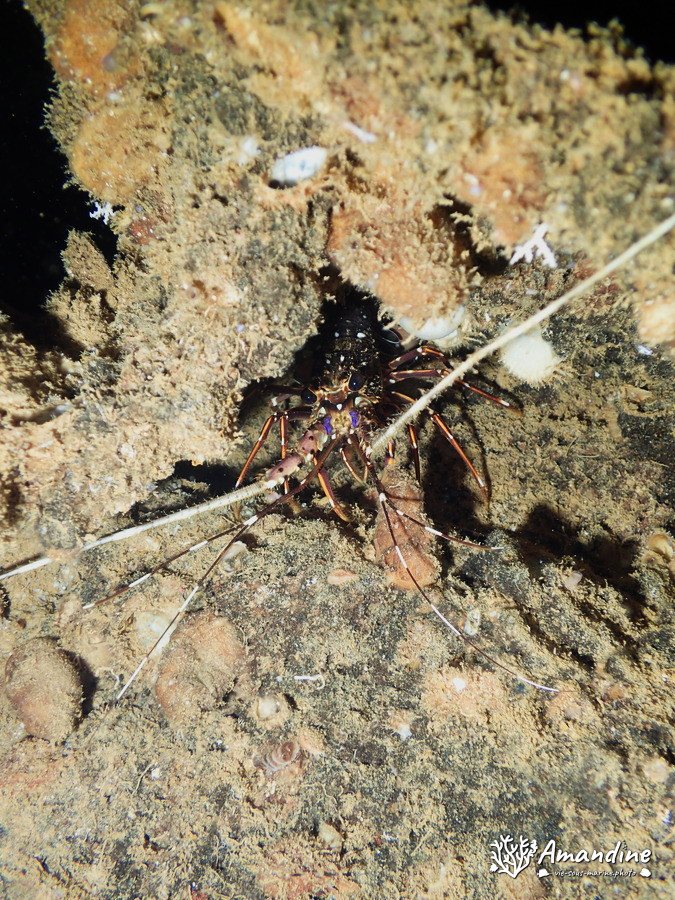 Langouste