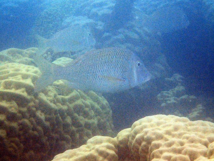 Lethrinus laticaudis