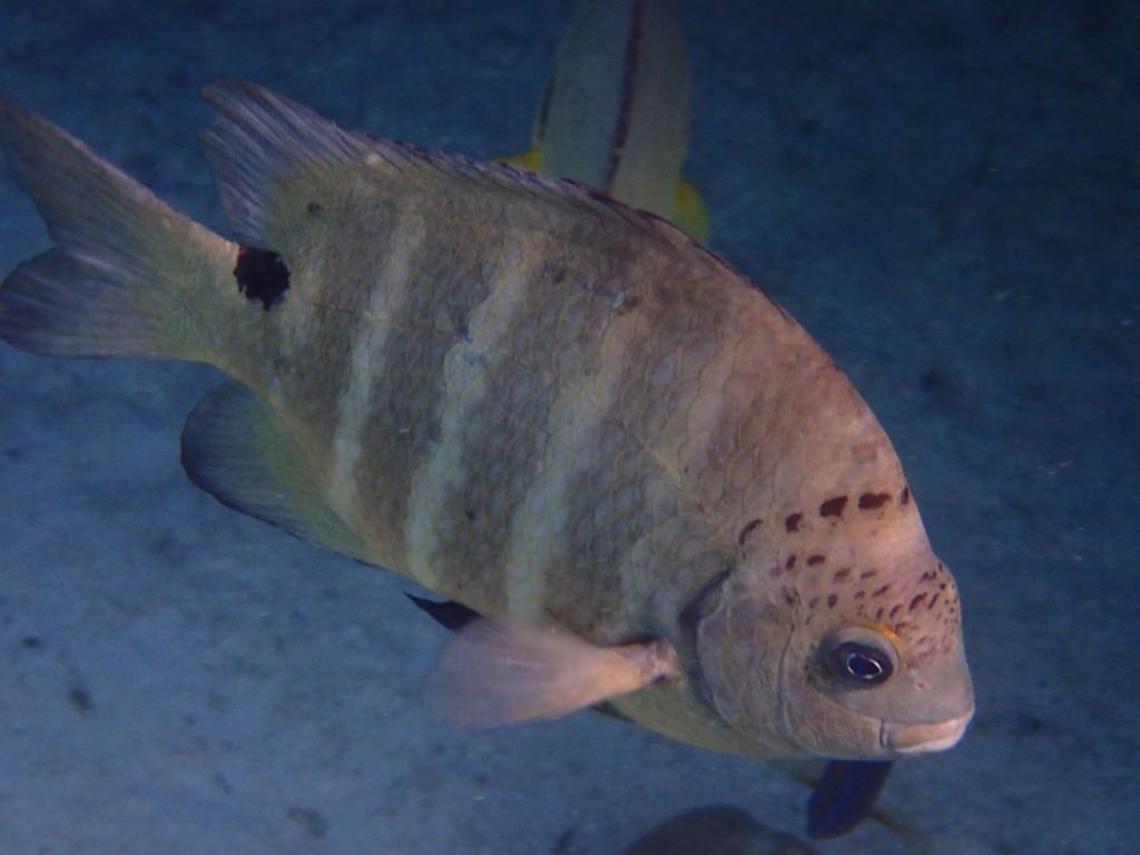 Abudefduf sordidus