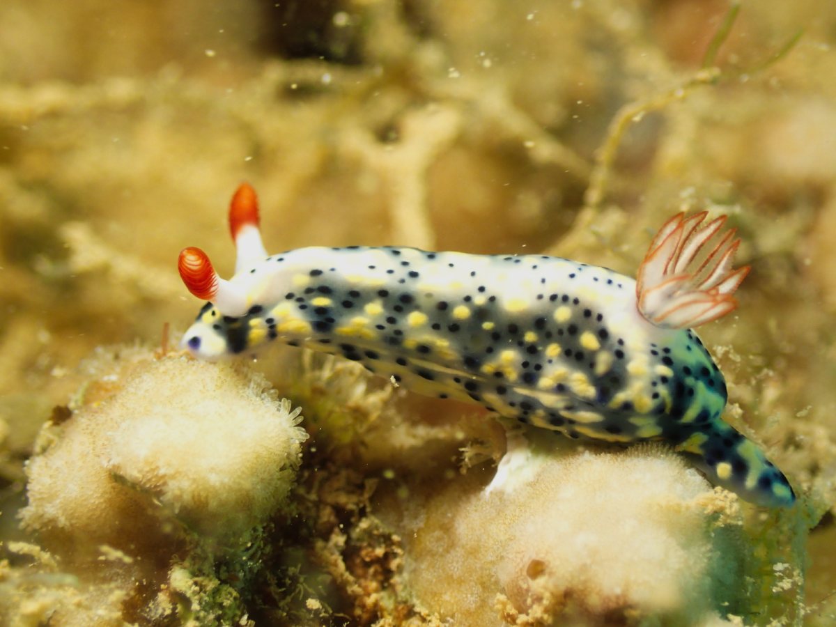 Hypselodoris infucata