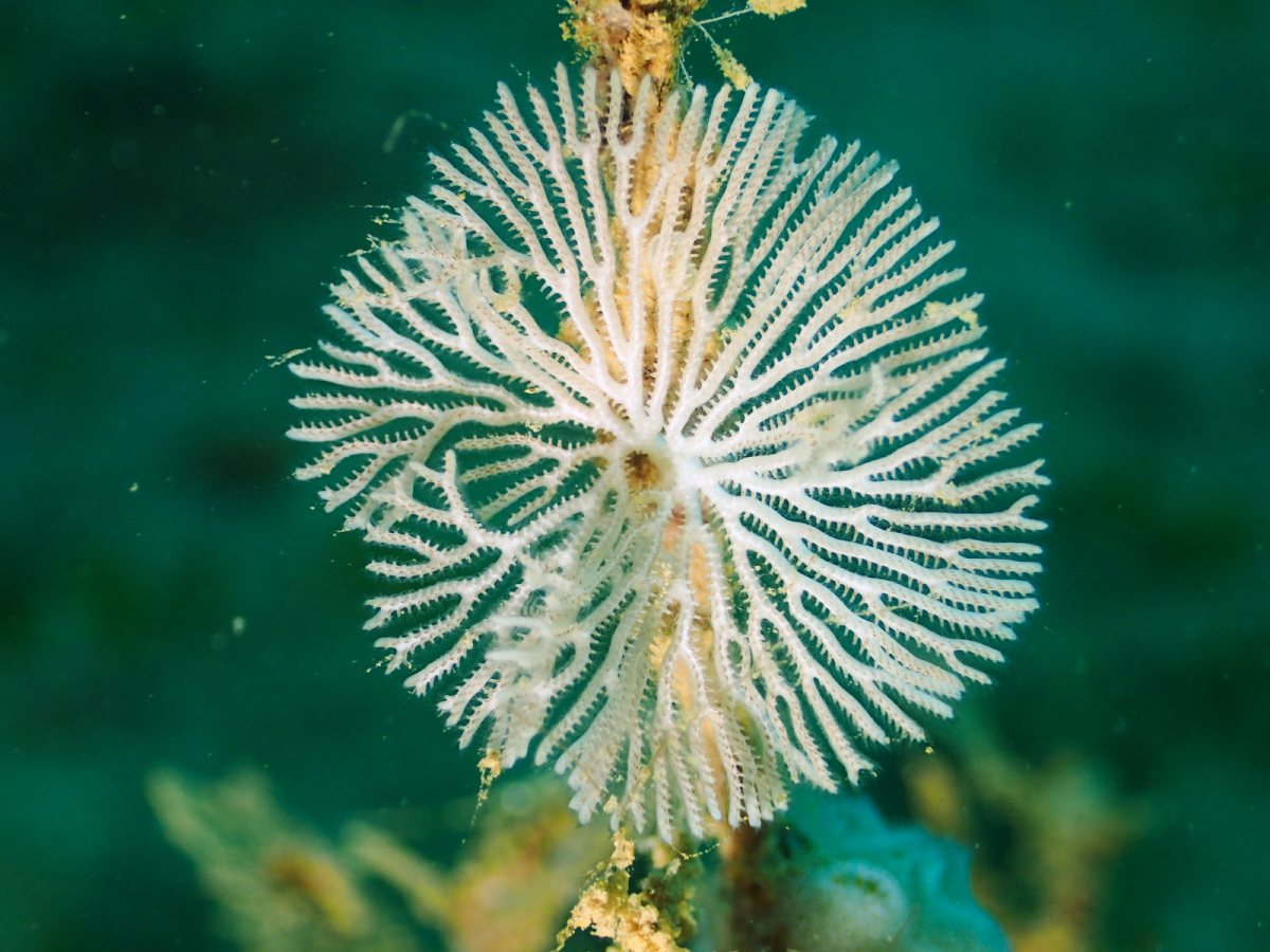 Lophophoriens