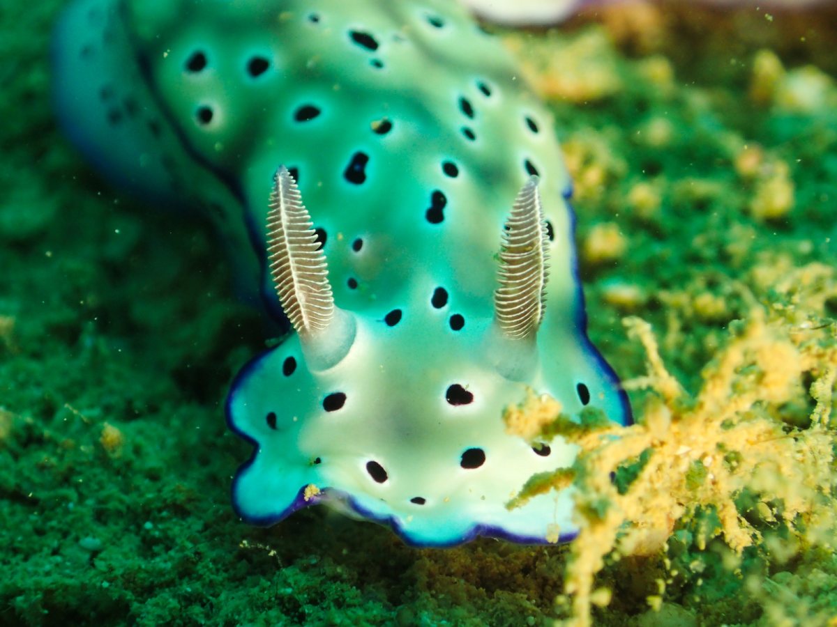 Hypselodoris tryoni