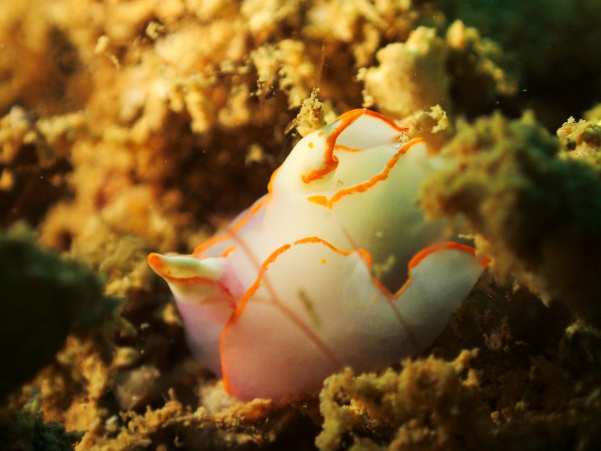 Sagaminopteron ornatum