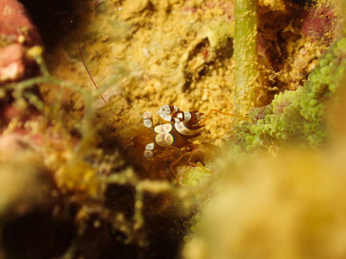 Thor amboinensis