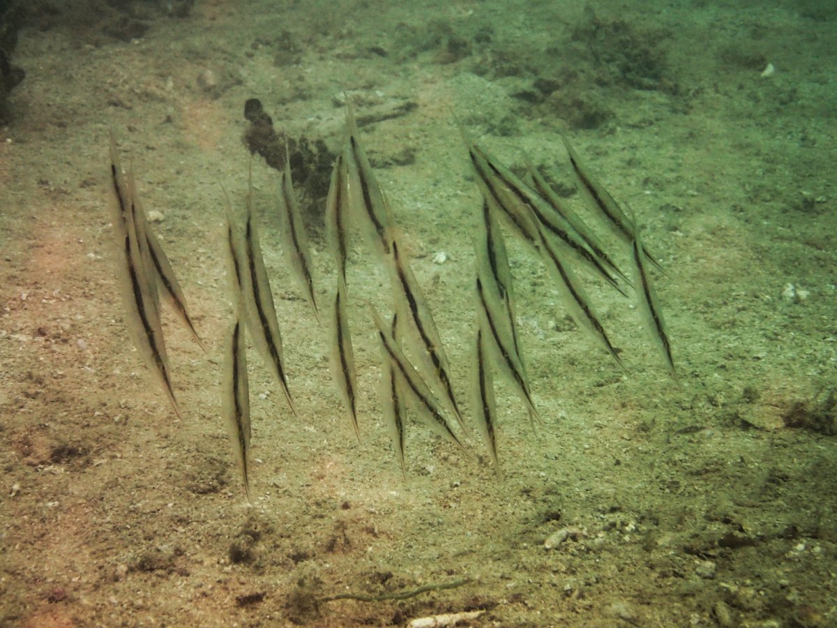 Aeoliscus strigatus