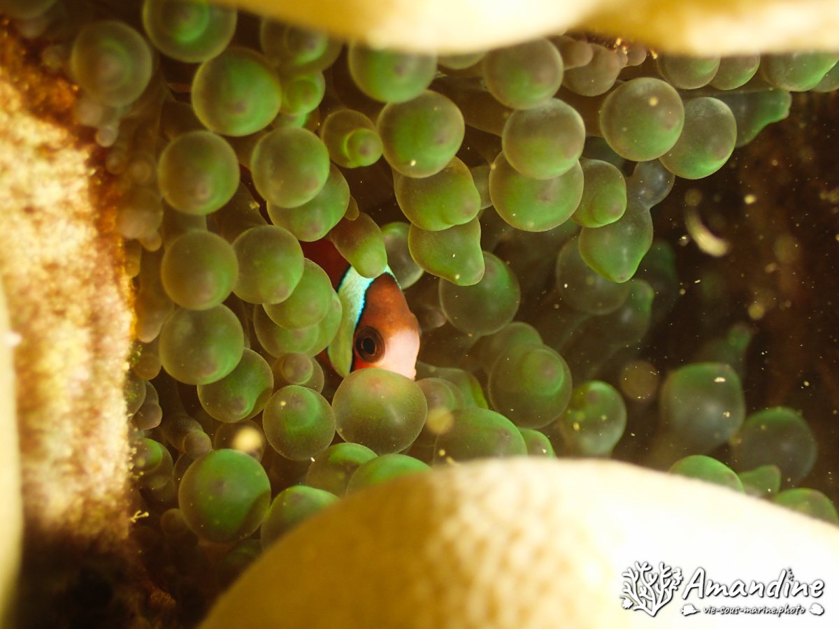 Amphiprion akindynos