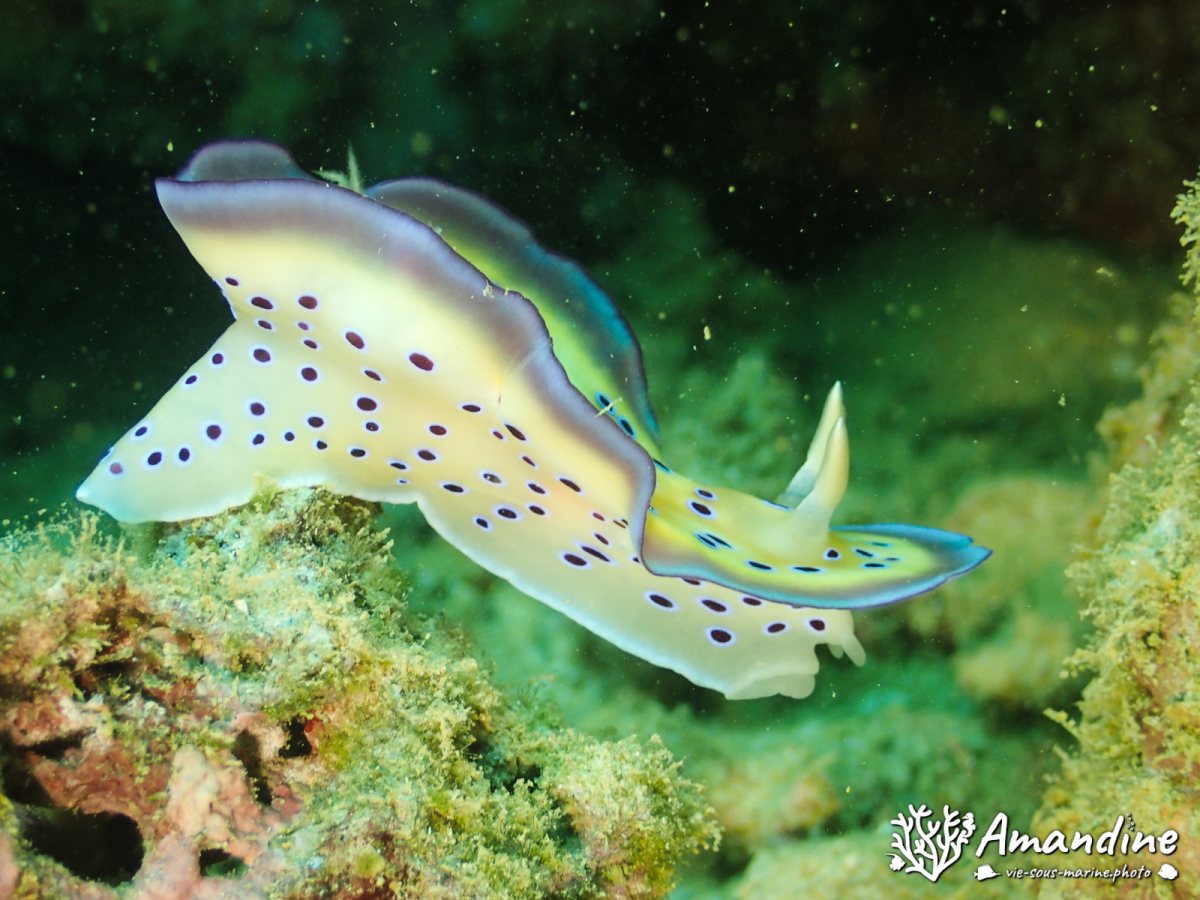 Goniobranchus kuniei