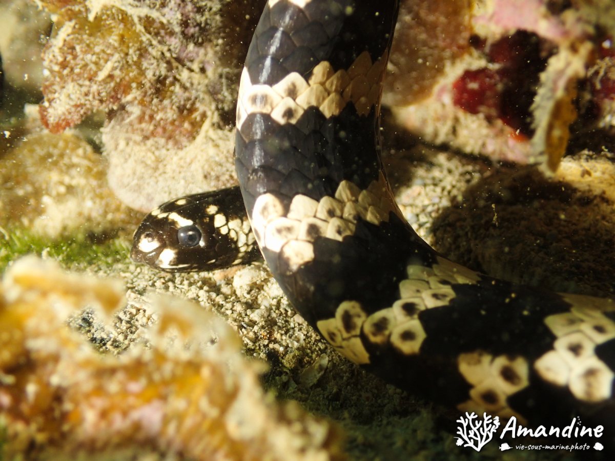 Emydocephalus annulatus