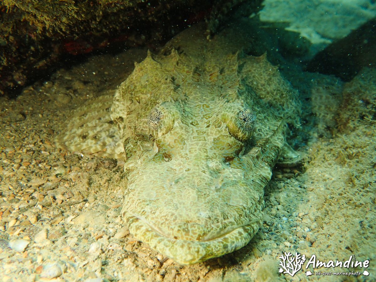 Poisson-crocodile
