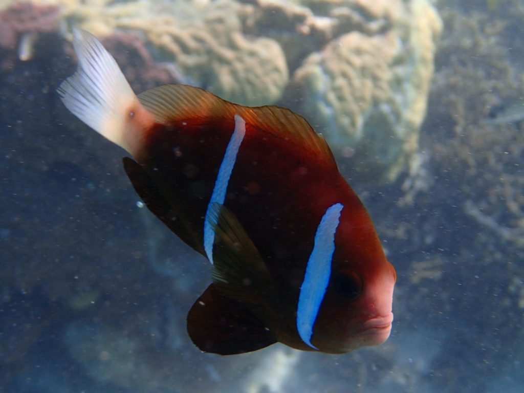 Amphiprion akindynos