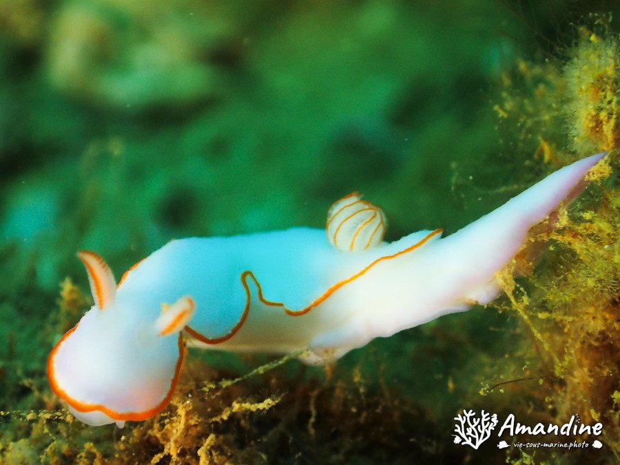 Thorunna furtiva