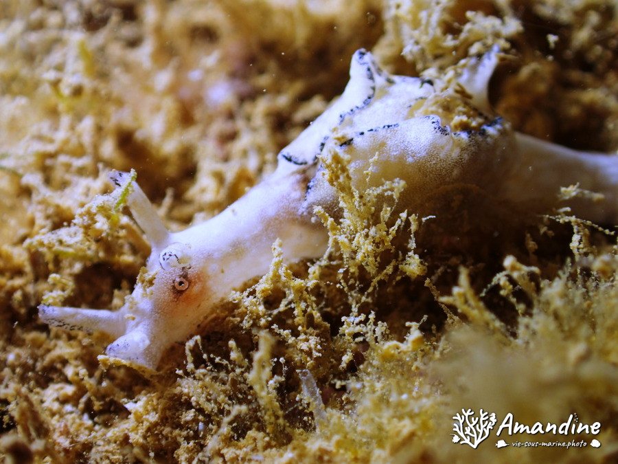 Aplysia nigrocincta
