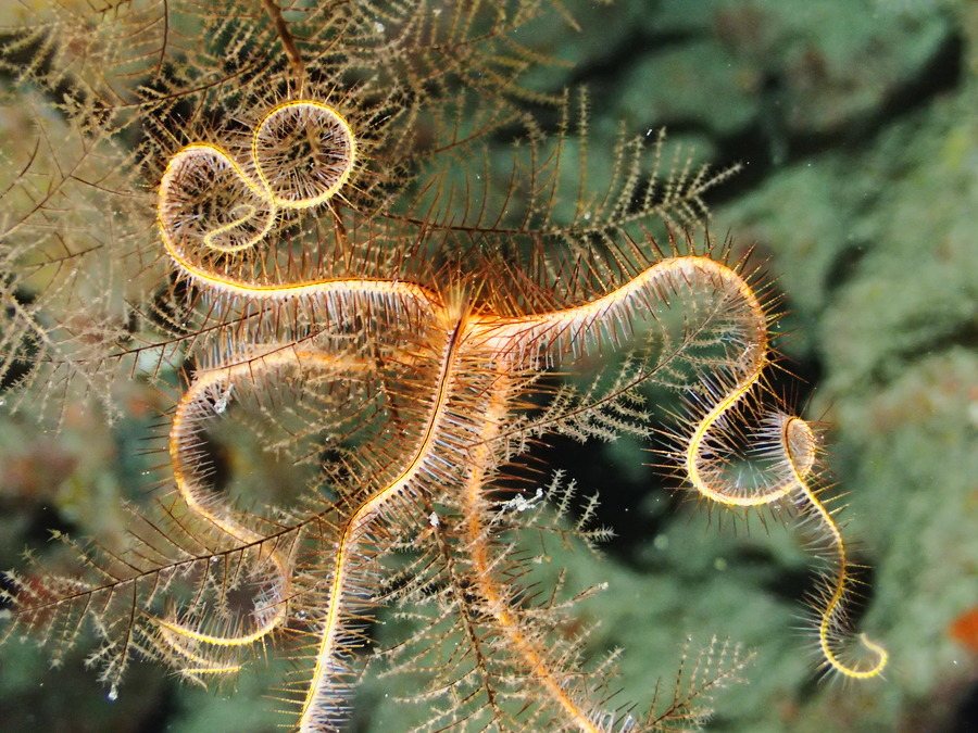 Ophiure