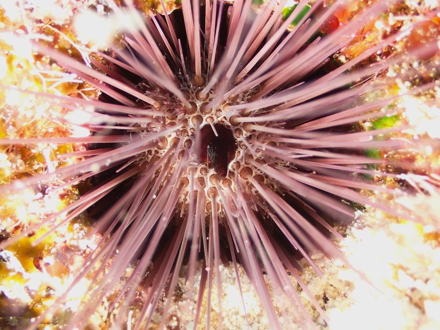 Echonistrephus aciculatus