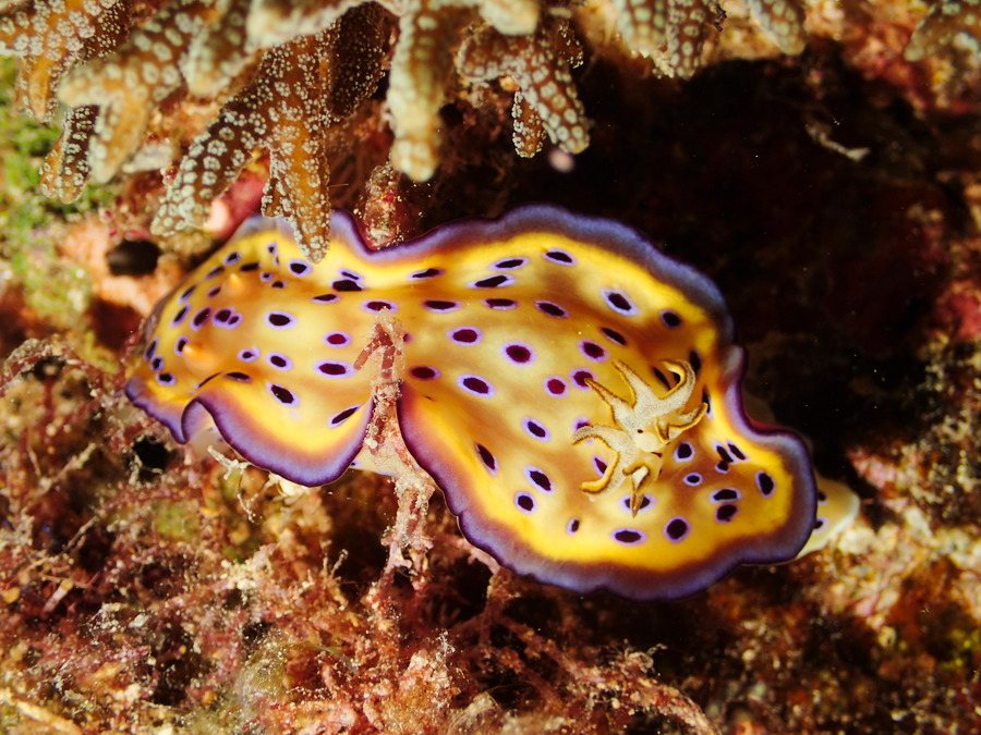 Goniobranchus kuniei